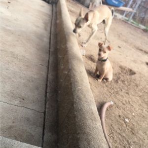 Meet your Posher, Irving